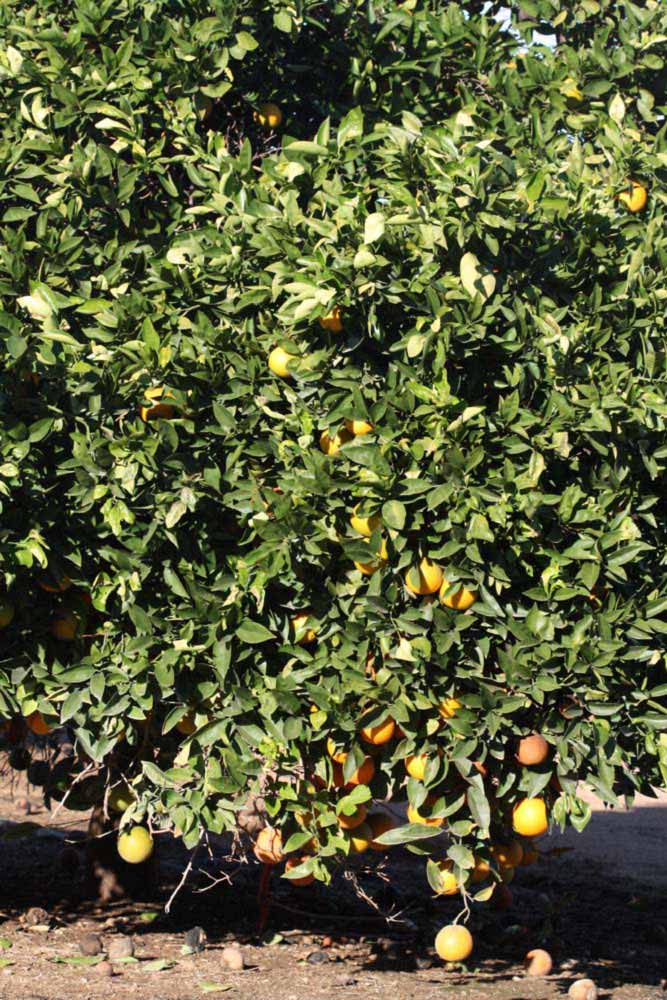            Habit (Riverside, CA)   